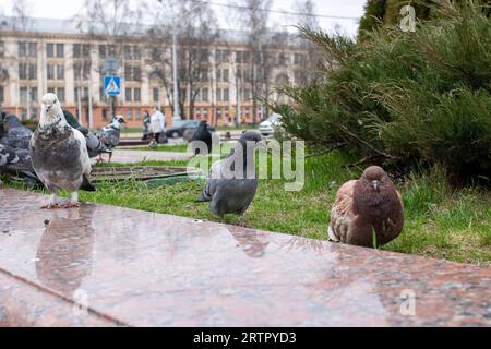 Tauben auf dem Rasen in der Stadt aus der Nähe Stockfoto