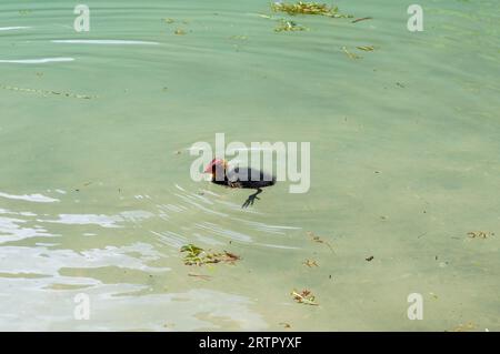 Junger Eurasischer Kot (Fulica atra) am Toblach Stockfoto