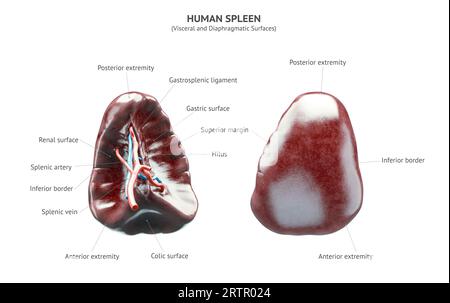 Anatomisch präzise realistische 3D-Darstellung des menschlichen inneren Organs - Milz isoliert auf weißem Hintergrund. Milz mit richtig platzierten Textunterschriften Stockfoto