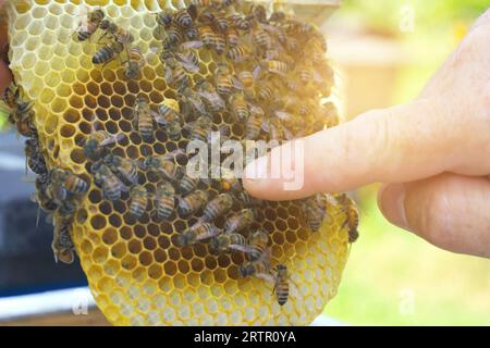 Ein Imker schaut auf einen Nestrahmen aus einem Kern - ein spezieller Bienenstock. Viele Bienen kriechen um den Rahmen herum. Landwirtschaftliches Konzept. Stockfoto