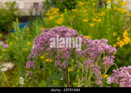 Joe-Pye-Unkräuter (Eupatorium maculatum), heimische Pflanze in den Vereinigten Staaten und Kanada, werden größtenteils als Zierpflanzen angebaut. Stockfoto