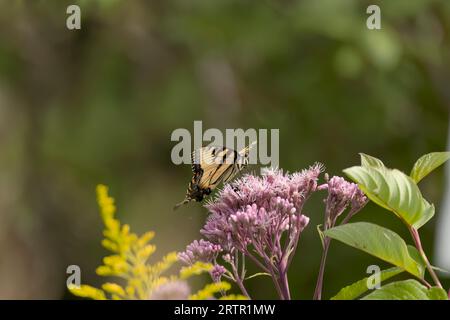 Seltener Schwalbenschwanz-Buterffly-(Iphiclides podalirius) am Joe-Pye-Unkraut (Eupatorium maculatum). Stockfoto