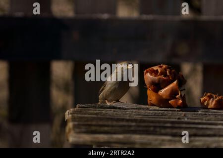 Wunderschöne Passer domesticus Familie Passeridae Gattung Passer Haus Spatzen wilde Natur Vogel essen Apfel Fotografie, Bild, Tapete Stockfoto