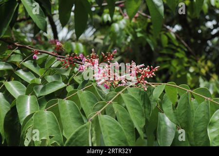 Blick auf einen Sternfrucht-Zweig (Averrhoa Carambola) mit den Clustern von kleinen violetten Blumen im Garten Stockfoto