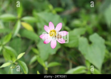 Ansicht von oben auf einer rosa-violetten Kosmos-Blume (Cosmos caudatus) mit einer Tarnstreifen-Luchsspinne, die auf einem Blütenblatt in der Nähe des Pollens sitzt Stockfoto