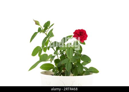 Hausgemachte rote Rose in einem Topf auf weißem Hintergrund. Hauspflanzen. Stockfoto