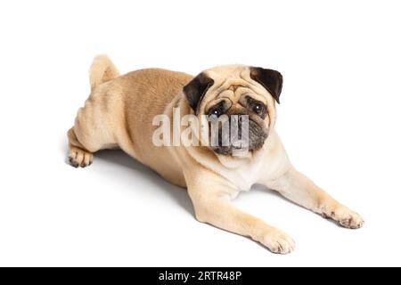 Ein reinrassiger, süßer, lustiger, freundlicher Pug liegt auf weißem Hintergrund und blickt ausdrucksstark und mit Interesse in die Kamera. Stockfoto