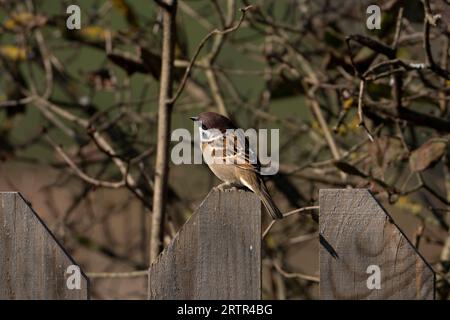 Passer montanus Familie Passeridae Gattung Passer Eurasischer Baumspatzen Deutscher Spatzen Stockfoto