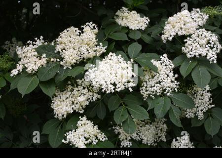 Im Frühling blühen Holunderbeeren in freier Wildbahn Stockfoto