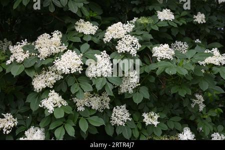 Im Frühling blühen Holunderbeeren in freier Wildbahn Stockfoto