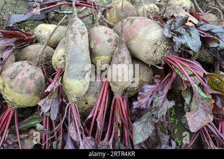 Auf einem Haufen auf dem Feld liegt die Ernte roter Tafelrüben. Stockfoto