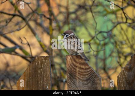 Passer montanus Familie Passeridae Gattung Passer Eurasischer Baumspatzen Deutscher Spatzen Stockfoto