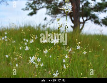Anthericum ramosum blüht im Sommer in der Wildnis Stockfoto