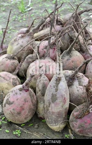 Auf einem Haufen auf dem Feld liegt die Ernte roter Tafelrüben. Stockfoto