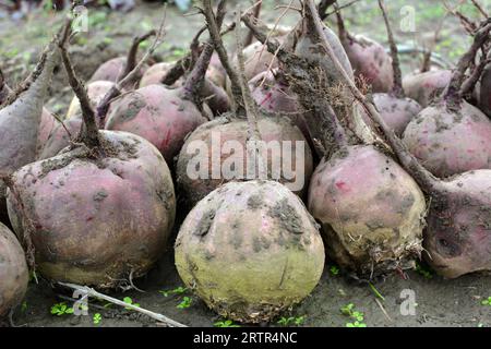 Auf einem Haufen auf dem Feld liegt die Ernte roter Tafelrüben. Stockfoto