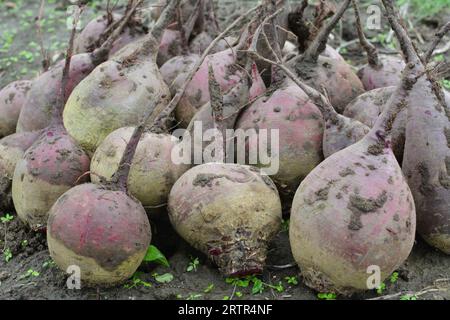 Auf einem Haufen auf dem Feld liegt die Ernte roter Tafelrüben. Stockfoto