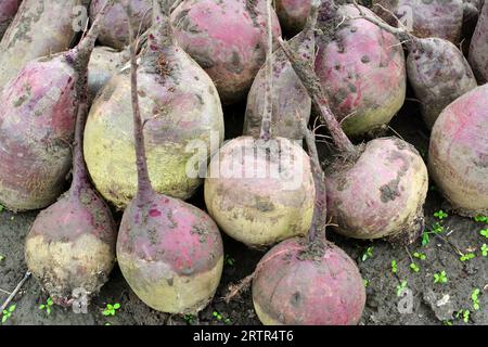 Auf einem Haufen auf dem Feld liegt die Ernte roter Tafelrüben. Stockfoto