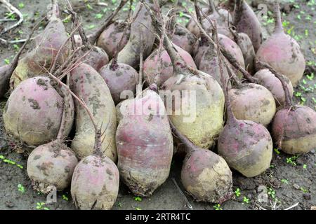 Auf einem Haufen auf dem Feld liegt die Ernte roter Tafelrüben. Stockfoto