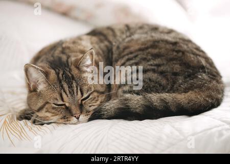 Eine faule, gezackte, graue Katze schläft auf dem Bett. Hauskatze entspannend. Stockfoto