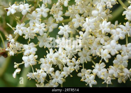 Im Frühling blühen Holunderbeeren in freier Wildbahn Stockfoto