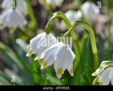Im Frühling blüht das Leucojum vernum in freier Wildbahn Stockfoto