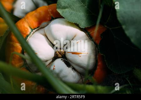 Turban-Kürbis Nahaufnahme im Garten. Großer schöner dekorativer Kürbis, der auf einer Farm angebaut wird. Bio-Lebensmittel. Stockfoto