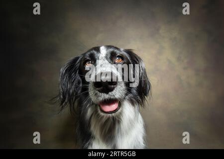 Porträt Happy Hündchen lächelnd und Blick auf die Kamera. Isoliert auf grün defokussiertem Hintergrund Stockfoto