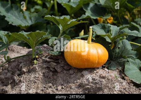 Ein großer orangener Kürbis in einem Gemüsegarten. Herbsternte. Kürbisse anbauen. Bio-Gemüse. Stockfoto