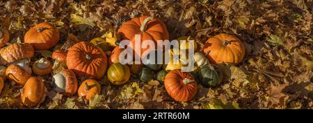 Verschiedene Kürbis- und Kürbissorten im Herbstlaub. Herbsternte im Gemüsegarten. Kürbisse auf Ahornblättern. Banner. Bio-Lebensmittel. Stockfoto