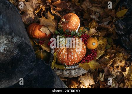 Verschiedene Kürbisse, Blätter, rote Beeren in einem Korb auf Herbsthintergrund. Schöne Herbstkomposition. Festliche Dekoration für Thanksgiving oder Halloween. Stockfoto