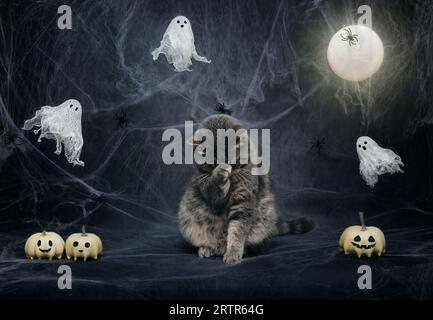 Verängstigte Katze auf Halloween-Hintergrund mit Mond, Kürbissen, Spinnweben und Geistern. Die schottische Katze schließt die Augen mit der Pfote. Lustiges Halloween-Kätzchen. Stockfoto