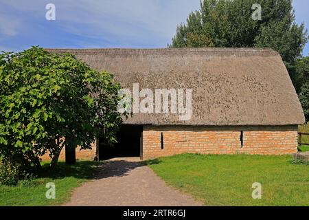 Feigenbaum mit Feigen, die im mittelalterlichen Dorf, Cosmeston Lakes und Country Park, South Wales, Reifen. September 2023 Stockfoto