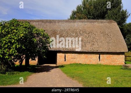 Feigenbaum mit Feigen, die im mittelalterlichen Dorf, Cosmeston Lakes und Country Park, South Wales, Reifen. September 2023 Stockfoto