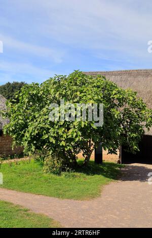 Feigenbaum mit Feigen, die im mittelalterlichen Dorf, Cosmeston Lakes und Country Park, South Wales, Reifen. September 2023 Stockfoto