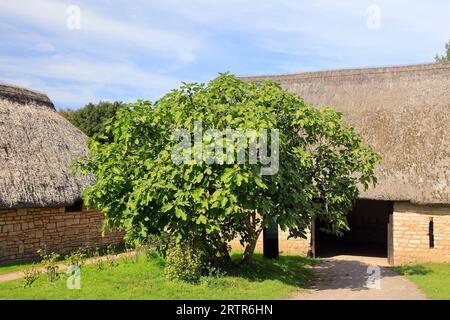 Feigenbaum mit Feigen, die im mittelalterlichen Dorf, Cosmeston Lakes und Country Park, South Wales, Reifen. September 2023 Stockfoto