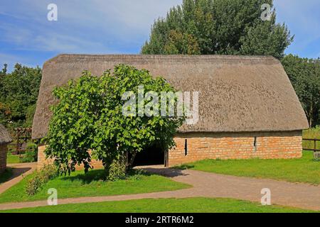 Feigenbaum mit Feigen, die im mittelalterlichen Dorf, Cosmeston Lakes und Country Park, South Wales, Reifen. September 2023 Stockfoto