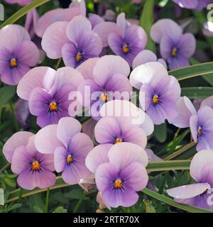 Nahaufnahme einer Vielzahl von violetten Blüten von Hornveilchen, Viola Stockfoto