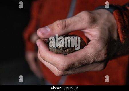 Hände halten und trösten eine Kröte Stockfoto