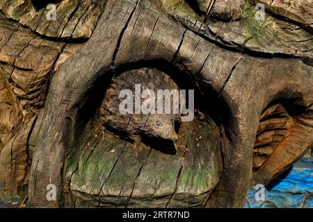 Holzschnitzereien im Cosmeston Lakes and Country Park, South Wales. September 2023 Stockfoto