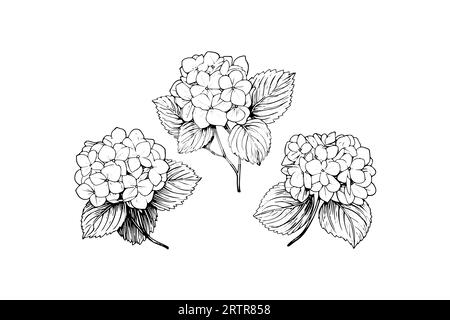Handgezeichnete Tuschezeichnung Hortensienblüten. Vektorillustration im Gravurstil. Stock Vektor