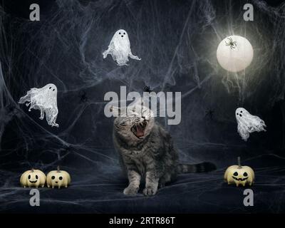 Halloween-Katze. Schottische wütende Katze knurrt auf dunkelgrauem Hintergrund mit Spinnweben, Kürbisbock, Geistern und leuchtendem Mond. Halloween Haustiere. Stockfoto