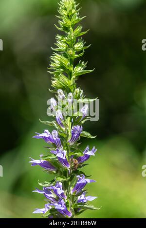 Nahaufnahme der großen blauen Lobelia (lobelia siphilitica) Blüten in Blüte Stockfoto