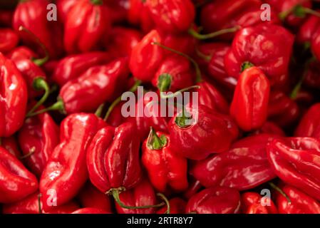 Habanero-Chilis Stockfoto