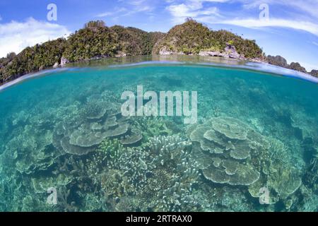 Ein robustes Korallenriff voller gesunder Hart- und Weichkorallen, gedeiht in den Untiefen nahe abgelegenen Kalksteininseln in Raja Ampat, Indonesien. Stockfoto