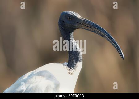 Erwachsener afrikanischer Heiliger Ibis (Threskiornis aethiopicus), Kruger-Nationalpark, Südafrika Stockfoto