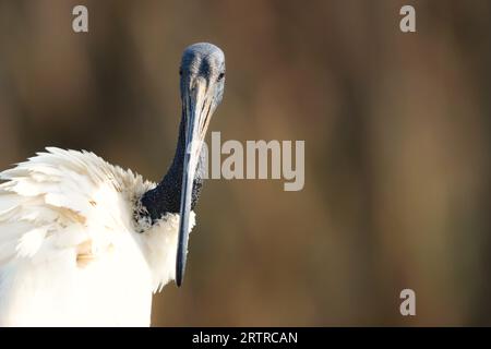 Erwachsener afrikanischer Heiliger Ibis (Threskiornis aethiopicus), Kruger-Nationalpark, Südafrika Stockfoto