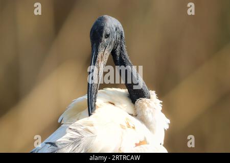 Erwachsener afrikanischer Heiliger Ibis (Threskiornis aethiopicus), Kruger-Nationalpark, Südafrika Stockfoto