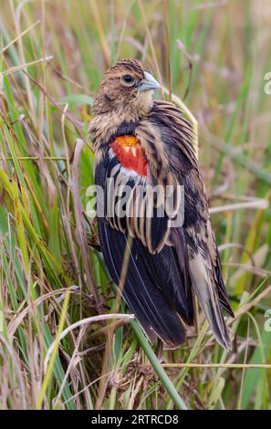 Männlicher Langschwanzwidvogel (Euplectes progne), Zwischenphase, Pilanesberg-Nationalpark, Südafrika Stockfoto