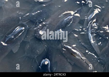 Afrikanischer Welse (Clarias gariepinus), Kruger-Nationalpark, Südafrika Stockfoto