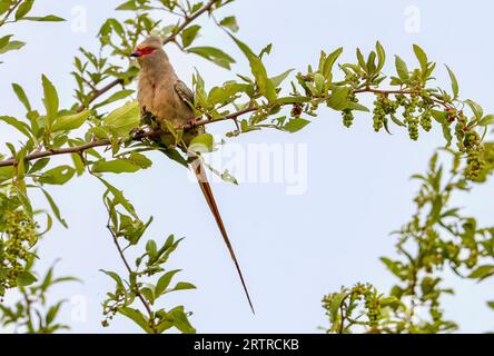 Rotgesichts-Mousebird (Urocolius indicus), Kruger-Nationalpark, Südafrika Stockfoto